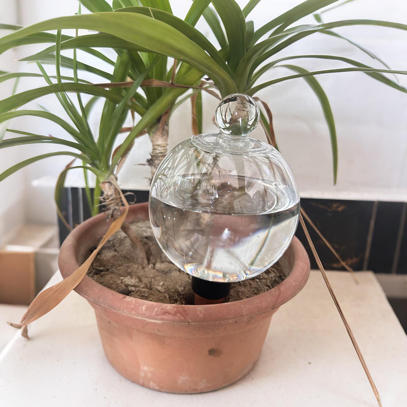 Plant Watering Bulbs 4pcs 500m - đánh giá và giá Plant Sensor